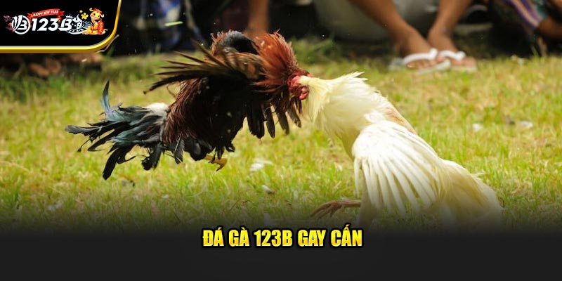 Trang chủ 6 Đá gà 123B gay cấn
