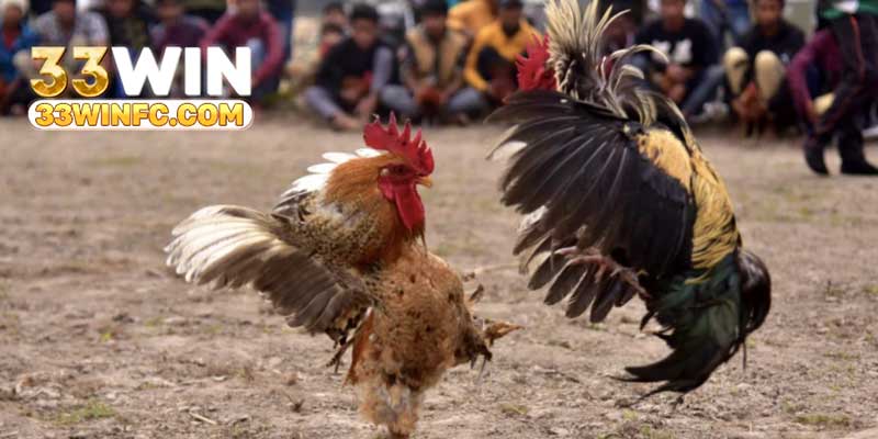Nhiều dòng chiến kê tham gia hình thức