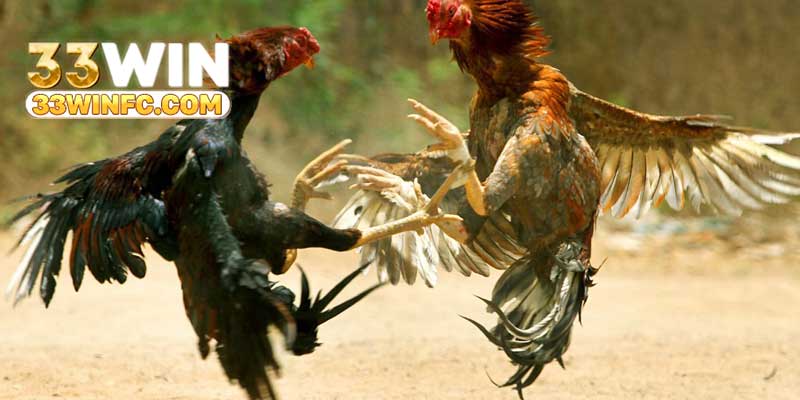 Nguyên nhân đá gà cựa dao phổ biến