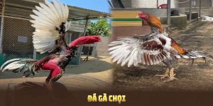 Đá Gà Chọi Tại MU88 Với Những Trải Nghiệm Mới Đầy Kịch Tính