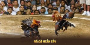 Đá Gà Miền Tây Khám Phá Các Kèo Cược Hấp Dẫn Cho Tân Thủ