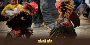 Đá Gà Nòi Mang Đến Trải Nghiệm Đỉnh Cao Tại Mu88 Hấp Dẫn