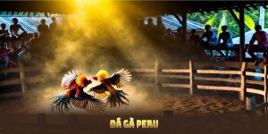 Đá Gà Peru Đẳng Cấp Và Một Số Thông Tin Thú Vị Tại MU88
