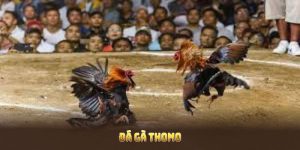 Đá Gà Thomo Tại Nền Tảng MU88 Với Ưu Điểm Thu Hút Người Chơi