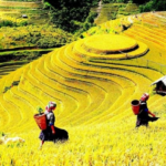 Giải mã giấc mơ thấy gặt lúa có gì hấp dẫn – thú vị?
