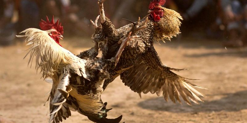 Đá Gà khiến nhiều người mê với hàng trăm trận chiến