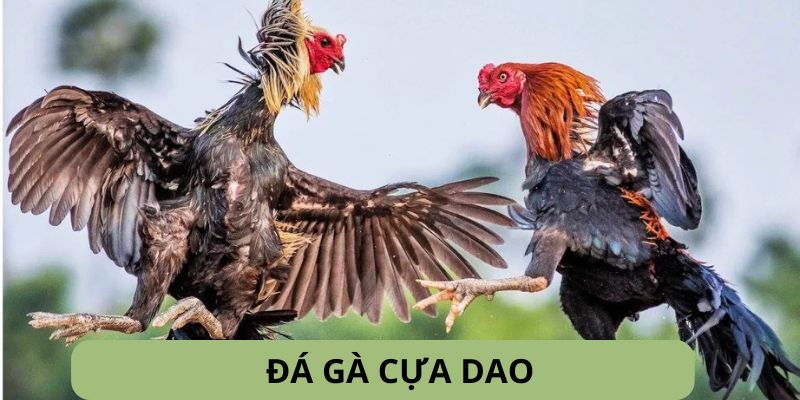 đá gà cựa dao
