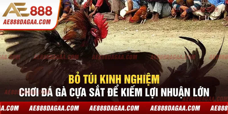 Bỏ túi kinh nghiệm chơi đá gà cựa sắt để kiếm lợi nhuận lớn
