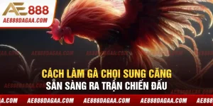 Cách Làm Gà Chọi Sung Căng - Sẵn Sàng Ra Trận Chiến Đấu