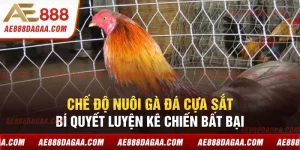 Chế Độ Nuôi Gà Đá Cựa Sắt - Bí Quyết Luyện Kê Chiến Bất Bại