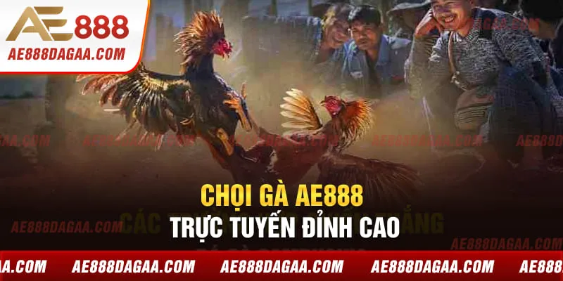 Chọi gà trực tuyến đỉnh cao hấp dẫn tại nền tảng
