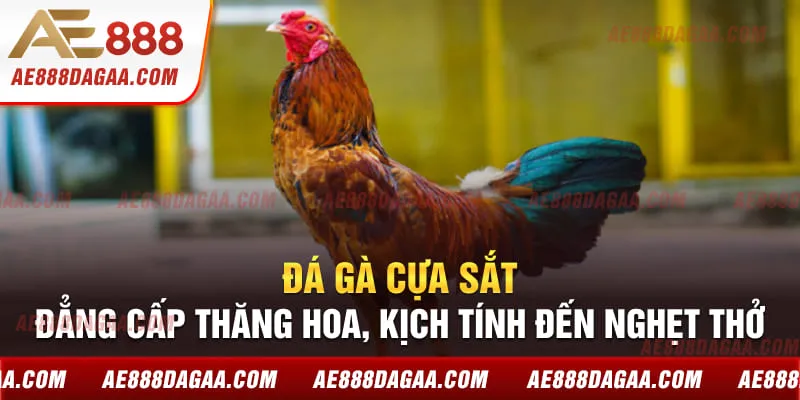 Đá Gà Cựa Sắt - Đẳng Cấp Thăng Hoa, Kịch Tính Đến Nghẹt Thở