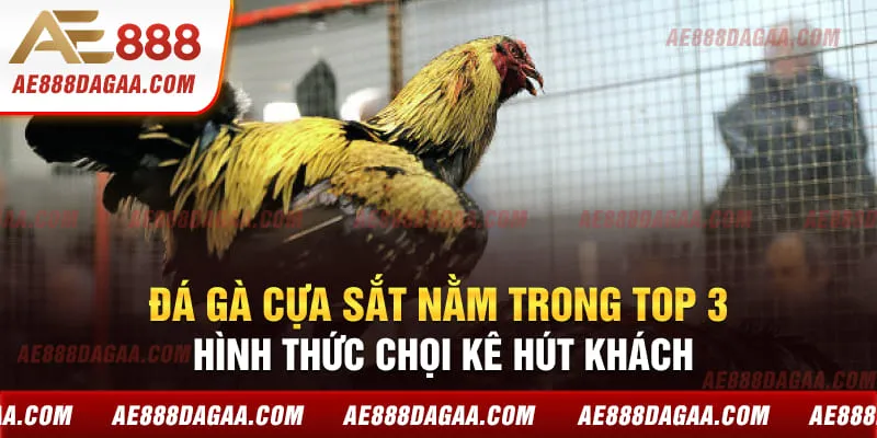 Đá gà cựa sắt nằm trong top 3 hình thức chọi kê hút khách