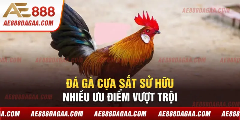 Đá gà cựa sắt sử hữu nhiều ưu điểm vượt trội