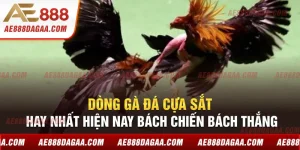 Dòng Gà Đá Cựa Sắt Hay Nhất Hiện Nay Bách Chiến Bách Thắng