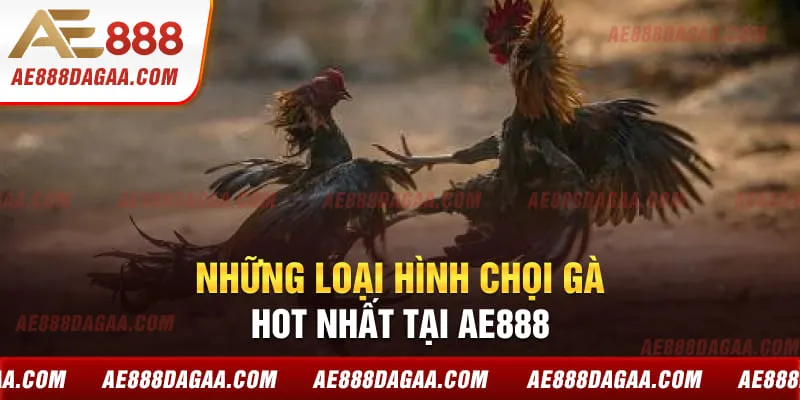 Những loại hình chọi gà hot nhất tại hệ thống 