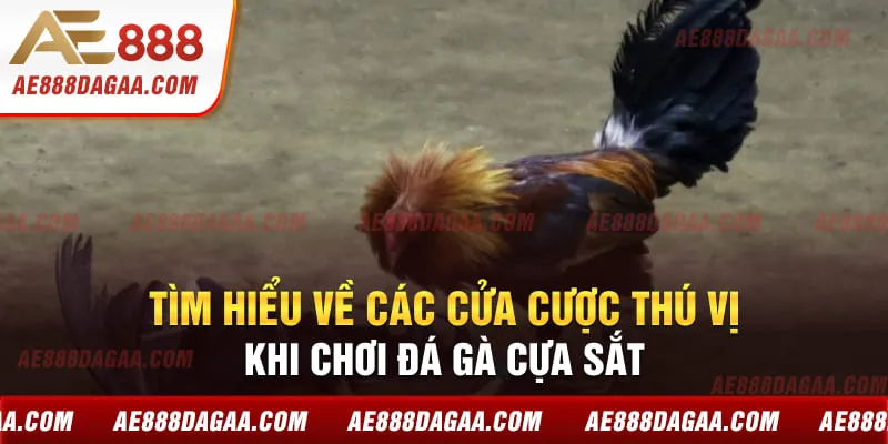Tìm hiểu về các cửa cược thú vị khi chơi đá gà cựa sắt