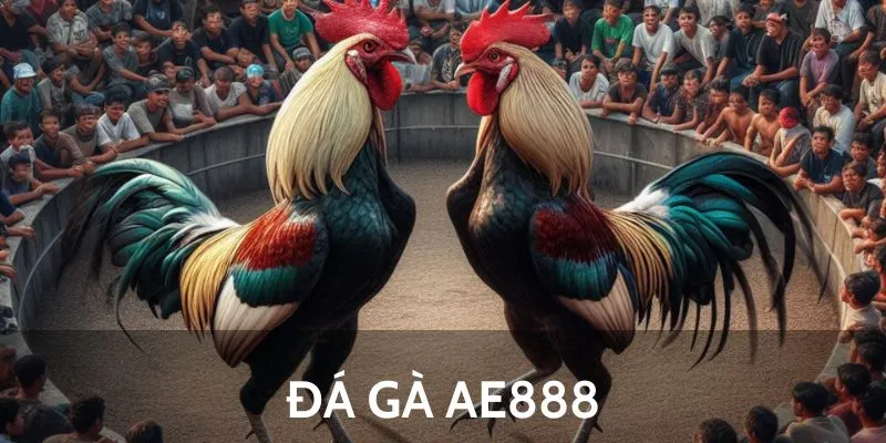 Chi tiết các bước cơ bản tham gia đá gà AE888