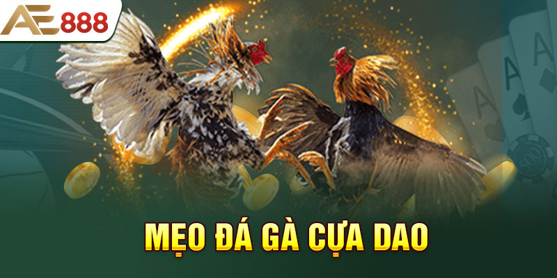Sự lựa chọn hàng đầu về hình thức đá gà cựa dao