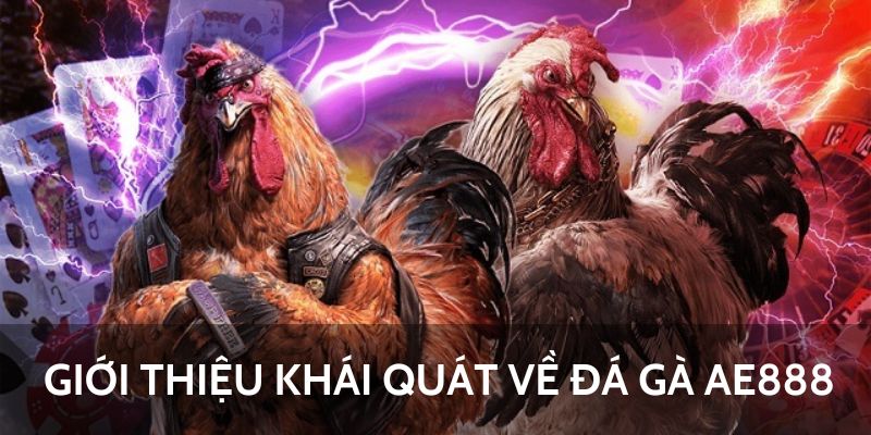 Thông tin tổng quan về đá gà AE888