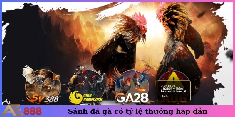 Sảnh đá gà có tỷ lệ thưởng hấp dẫn