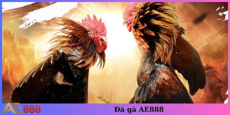 Đá gà AE888 trực tiếp trường gà có tiếng