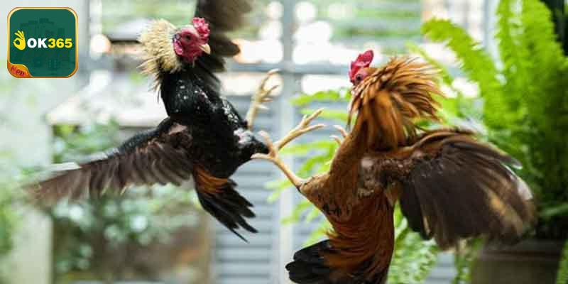 Các Hình Thức Đá Gà Phổ Biến Tại OK365