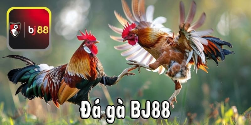 Đá gà BJ88