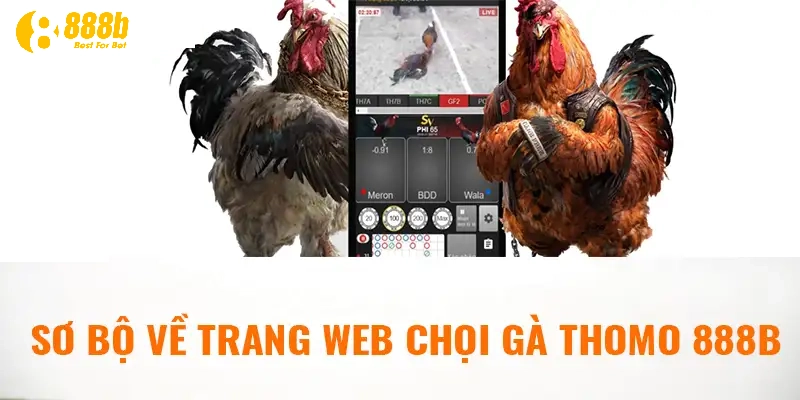 888B 13 Cược Đá Gà ở 888b