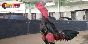 Cắt lông cho gà chọi nâng cao xác suất giành chiến thắng