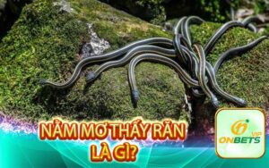 Nằm mơ thấy răn là gì?