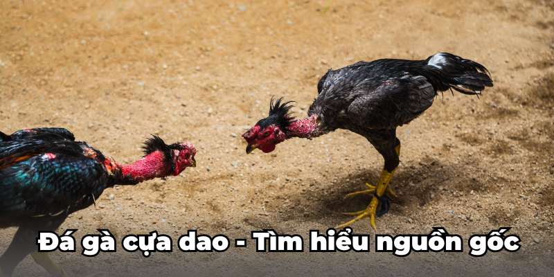 Đá gà cựa dao – Tìm hiểu nguồn gốc