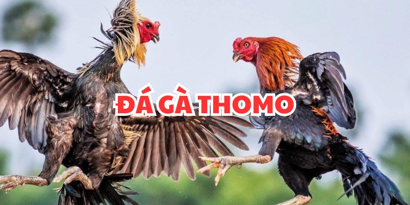Những ưu điểm của sảnh đá gà Thomo ONE88