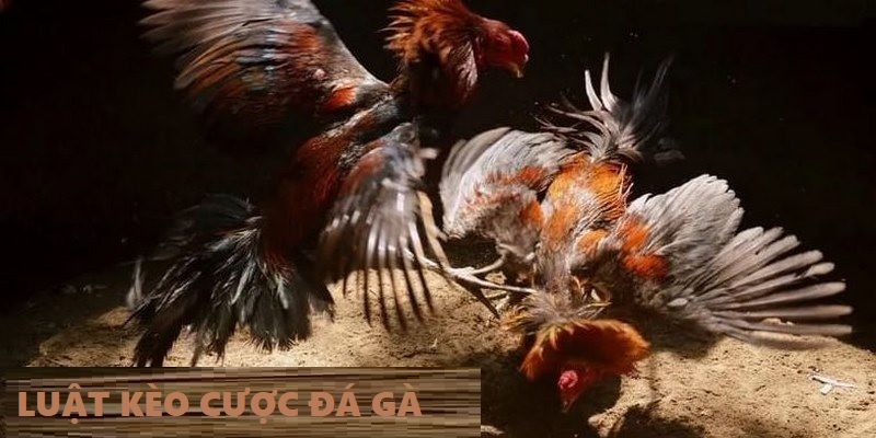 Các luật chơi kèo cược đá gà trực tuyến