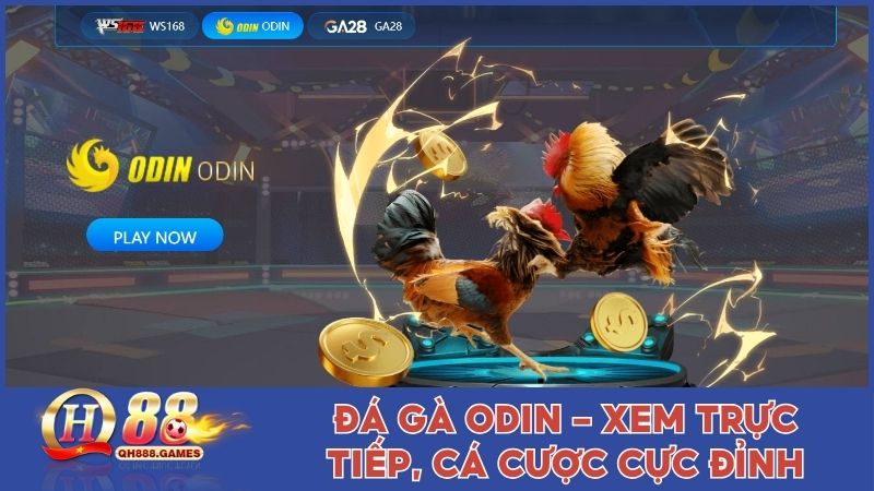 Đá Gà ODIN – Không Gian Xem Trực Tiếp, Cá Cược Cực Đỉnh