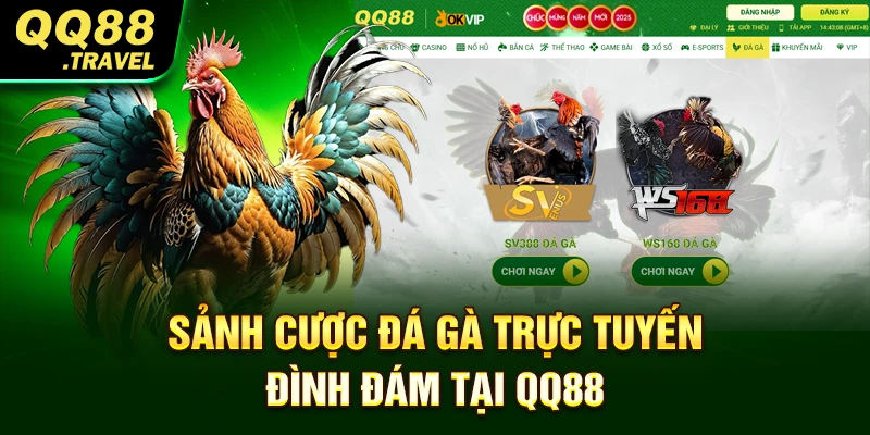 QQ88 - Trang Chủ Chính Thức QQ88.com | +88K 10 Sảnh cược đá gà trực tuyến đình đám tại QQ88