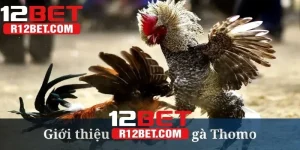 Đá Gà Thomo - Sân Đấu Của Nhiều Chiến Kê Dũng Mãnh Tại 12BET