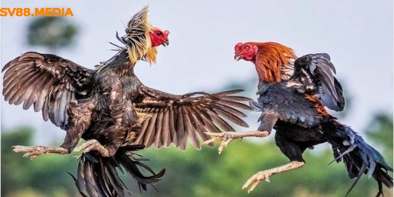 Đá Gà Thomo Vf555 Trực Tuyến Và Những Điều Bạn Cần Biết Khi Cá Cược