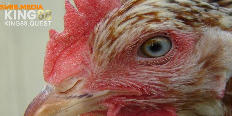 Gà có màu mắt xanh ngọc