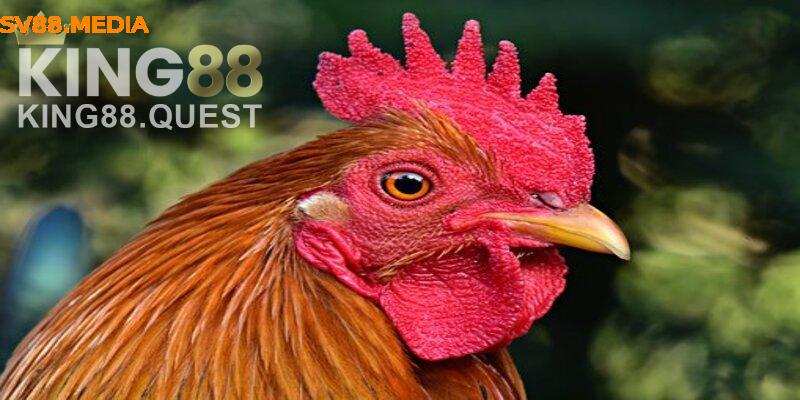 Vẻ bề ngoài của mắt gà đá cựa sắt