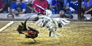 Đá gà trên mạng