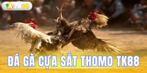 đá gà cựa sắt