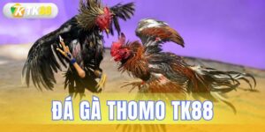 đá gà thomo